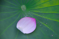 蓮の葉がステージ