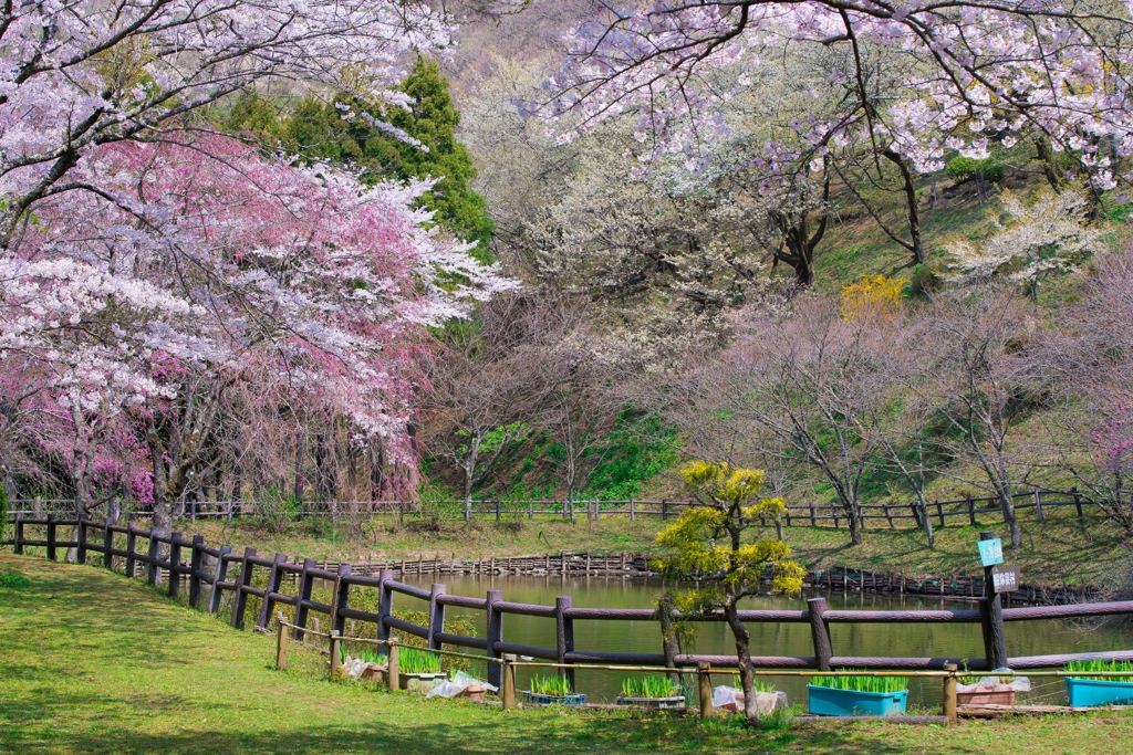 小田原の春