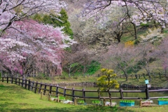 小田原の春