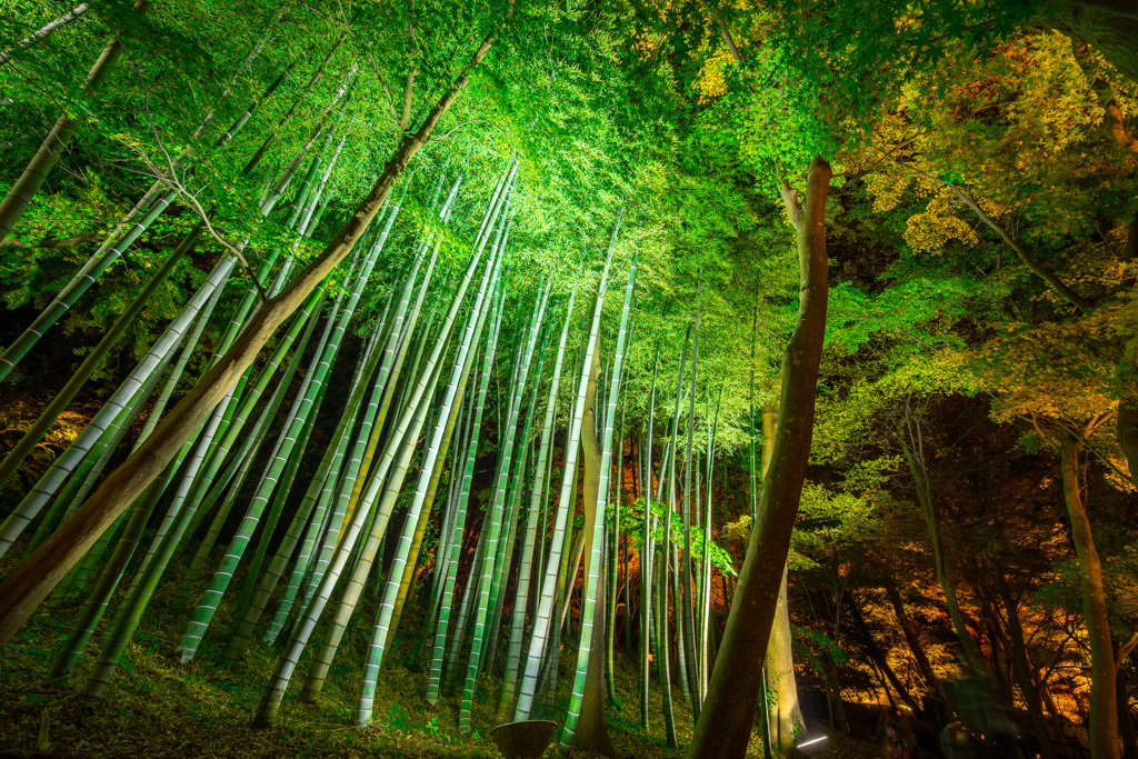 竹林ライトアップ