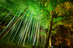竹林ライトアップ