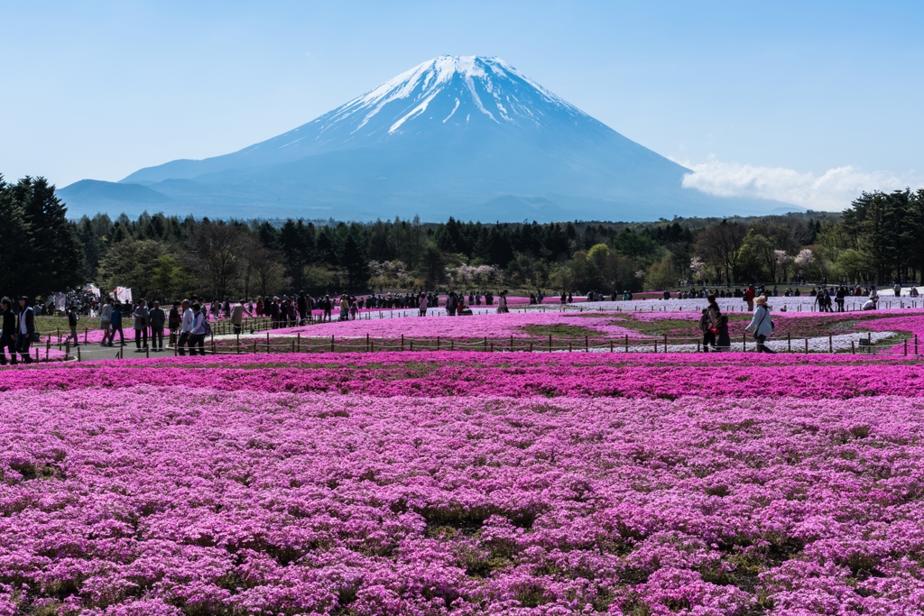 2016年　GW　富士芝桜まつり