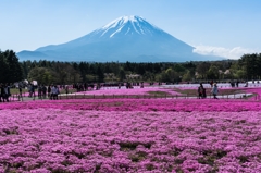 2016年　GW　富士芝桜まつり