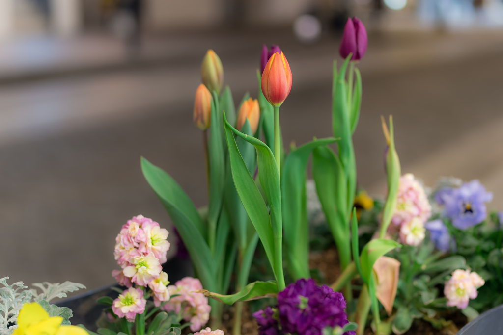 横浜元町商店街