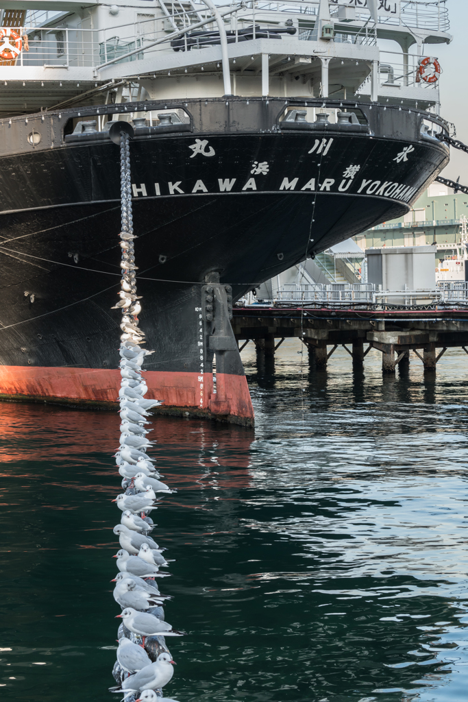 山下公園のカモメ