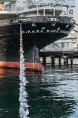 山下公園のカモメ