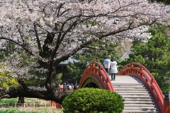 2019春の称名寺