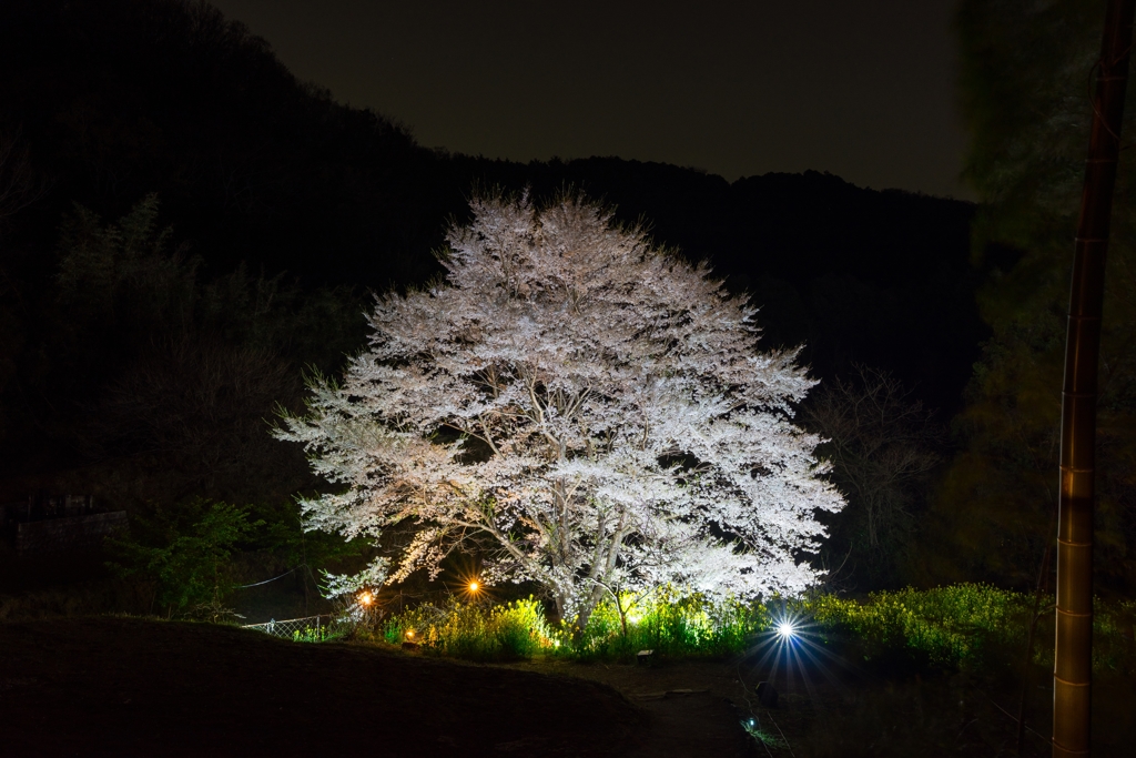 淡墨桜ライトアップ