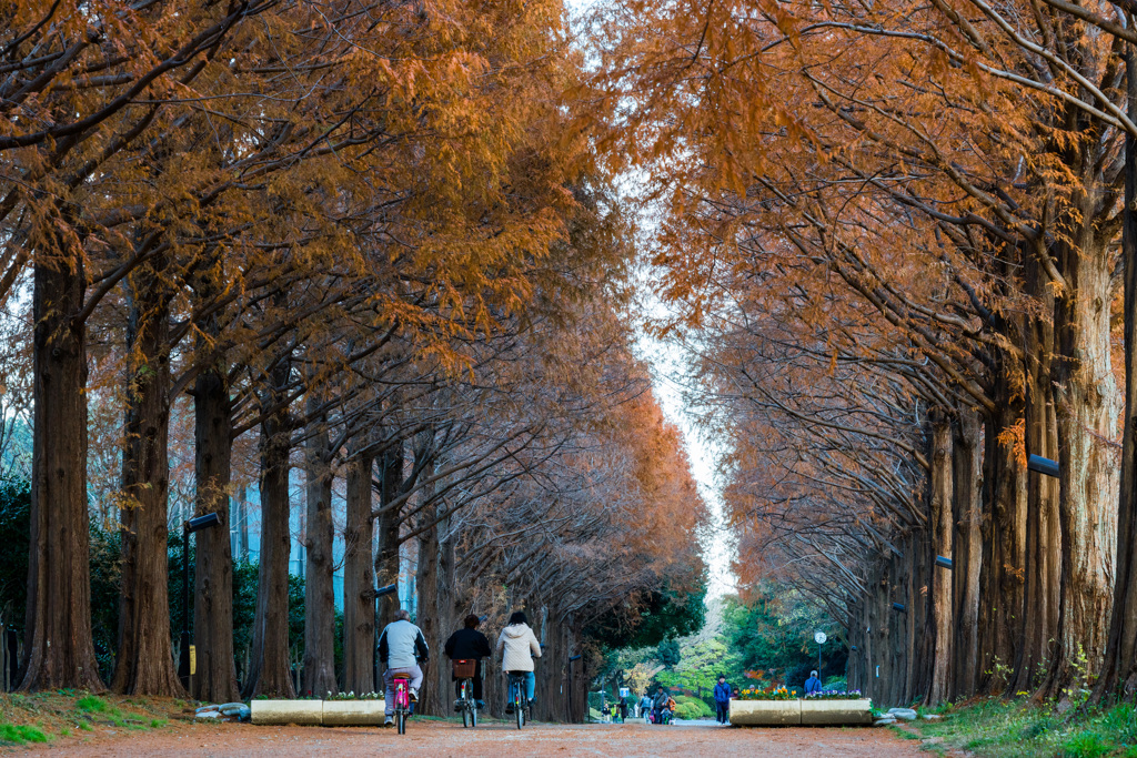 メタセコイア並木道