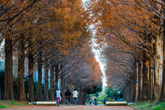 メタセコイア並木道