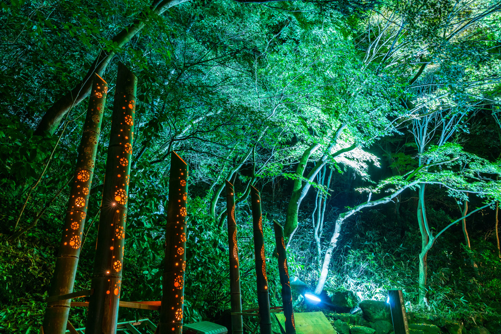 大磯城山公園　紅葉ライトアップ