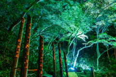 大磯城山公園　紅葉ライトアップ