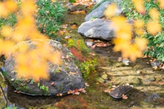 昭和記念公園
