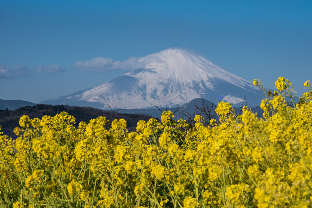 吾妻山公園