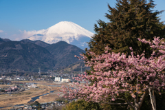 第19回 まつだ桜まつり