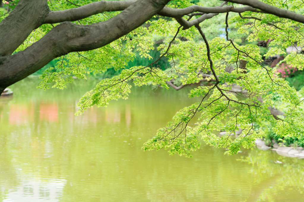 日比谷公園スナップ