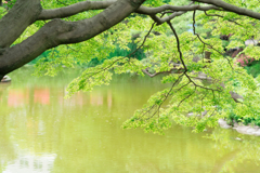 日比谷公園スナップ