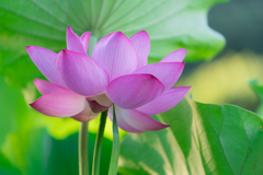 三渓園　早朝観蓮会