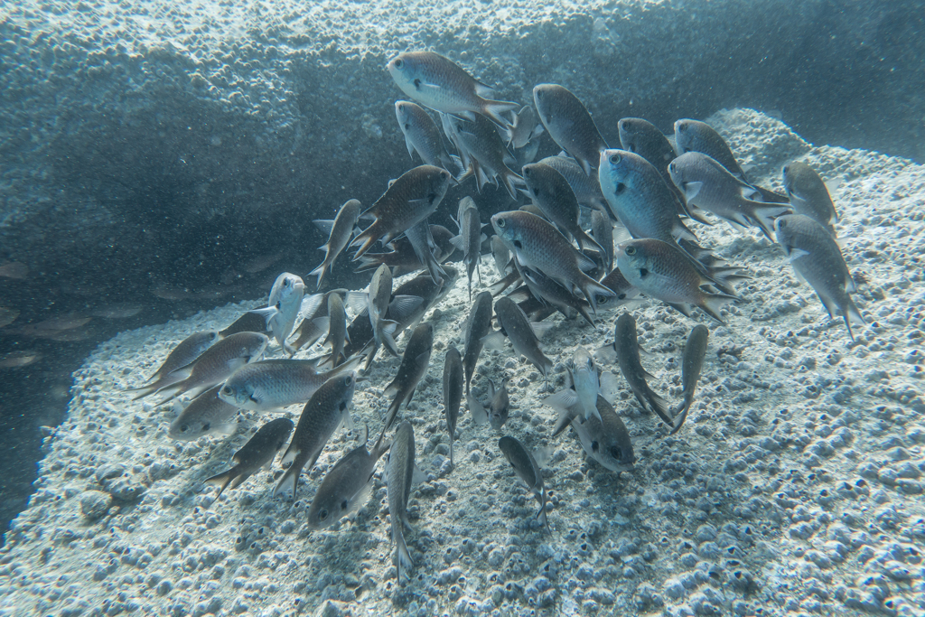 2017年9月9日　大瀬崎湾内　スズメダイ