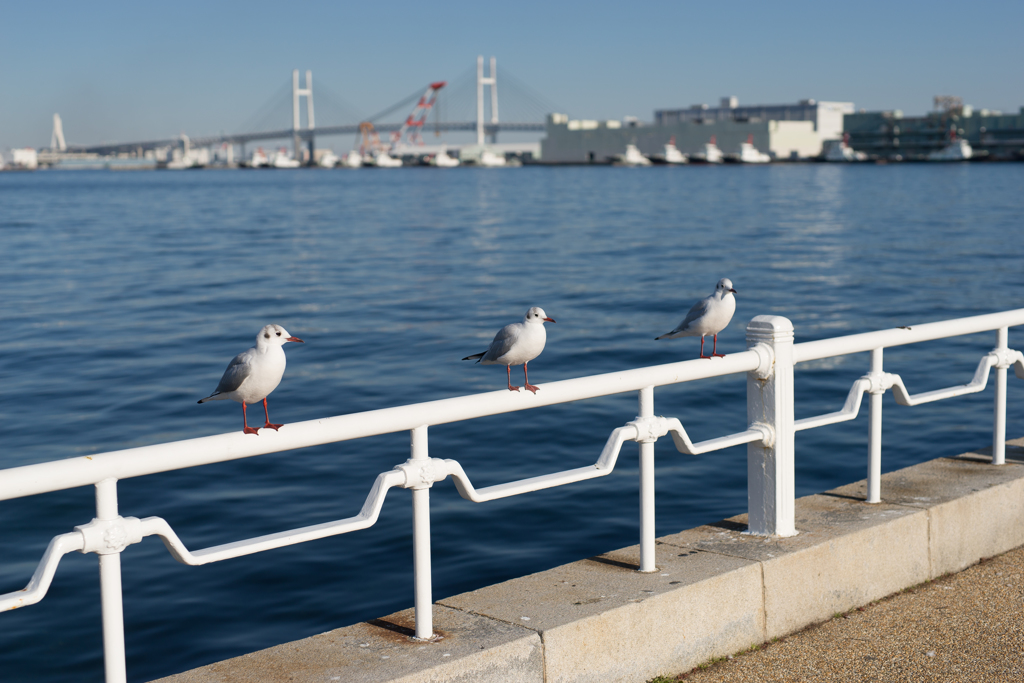 元旦の山下公園