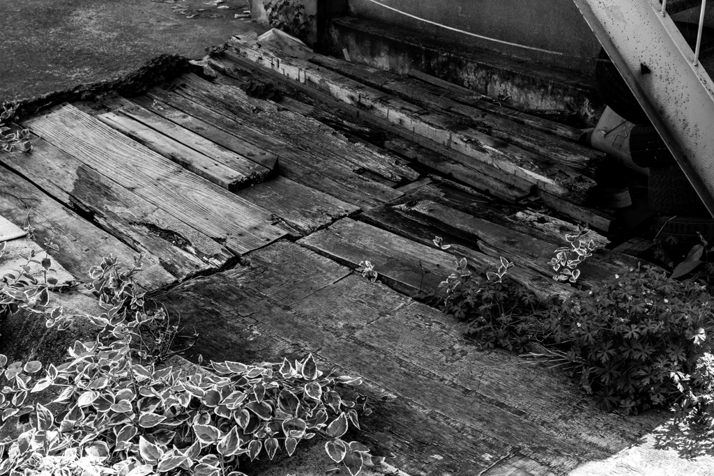 20180421 子安スナップ