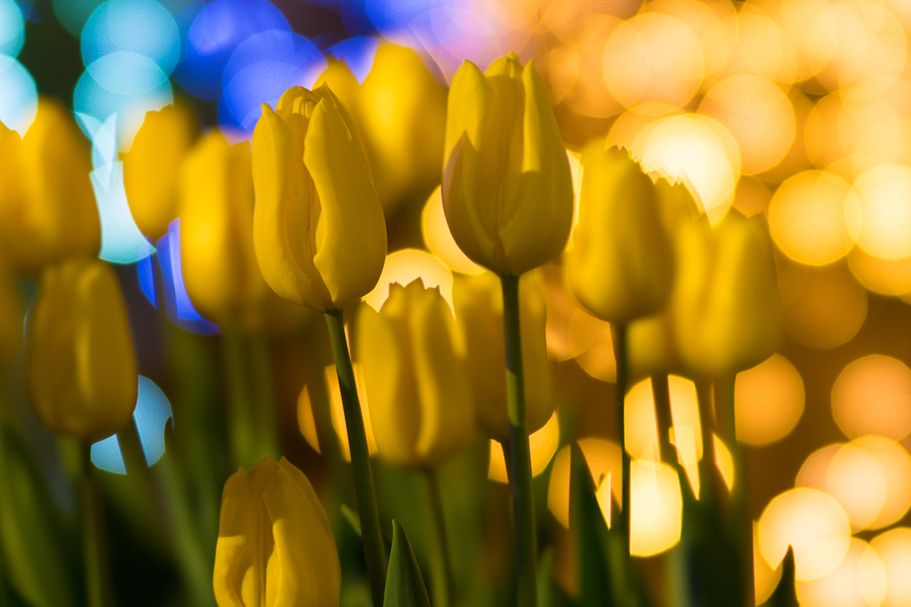 江ノ島・アイスチューリップ