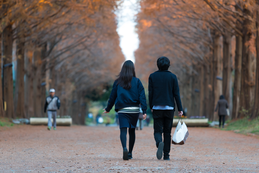 メタセコイア並木道