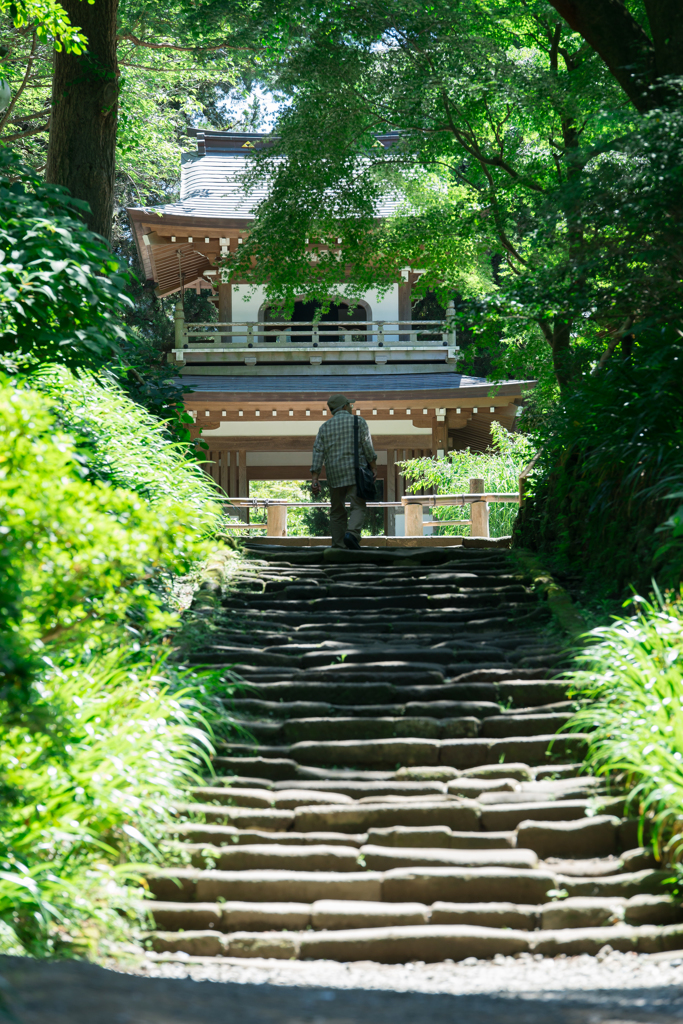 紫陽花シーズンの浄智寺