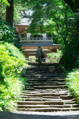 紫陽花シーズンの浄智寺