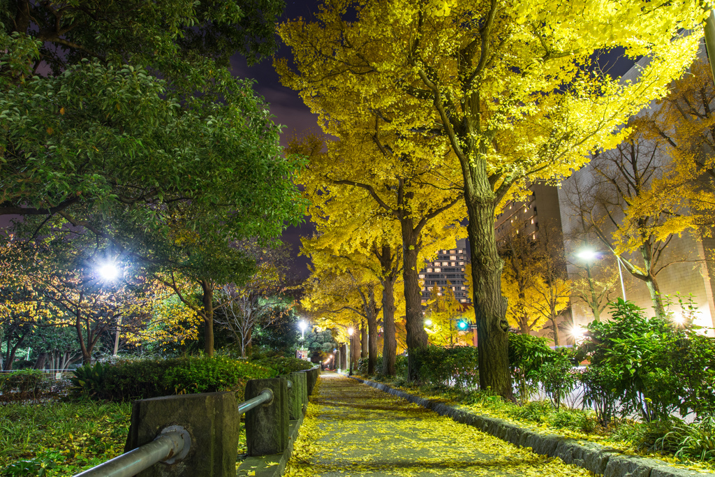 山下公園　銀杏並木