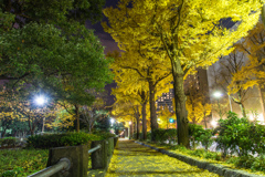 山下公園　銀杏並木