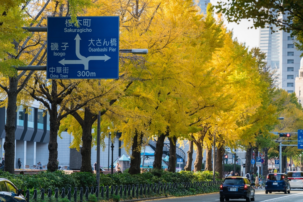 山下公園・銀杏並木