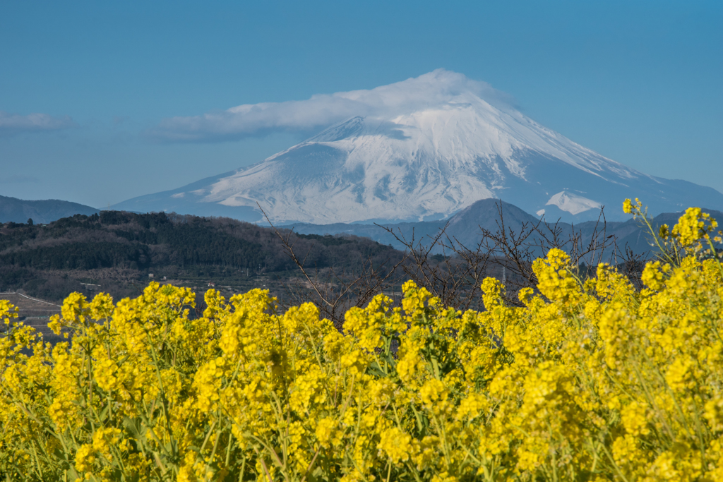 吾妻山公園