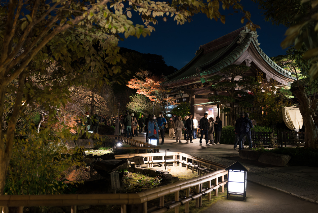 長谷寺　紅葉ライトアップ