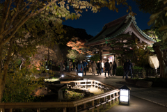 長谷寺　紅葉ライトアップ