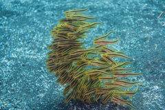 2017年9月9日　大瀬崎湾内　ゴンズイ玉