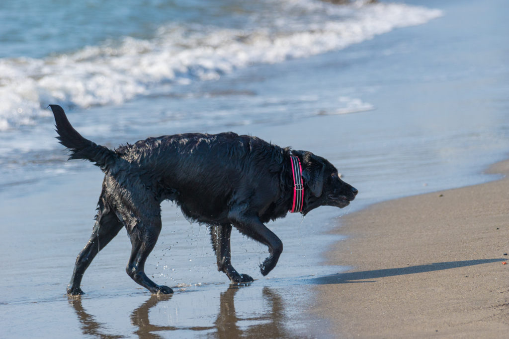 森戸海岸の犬