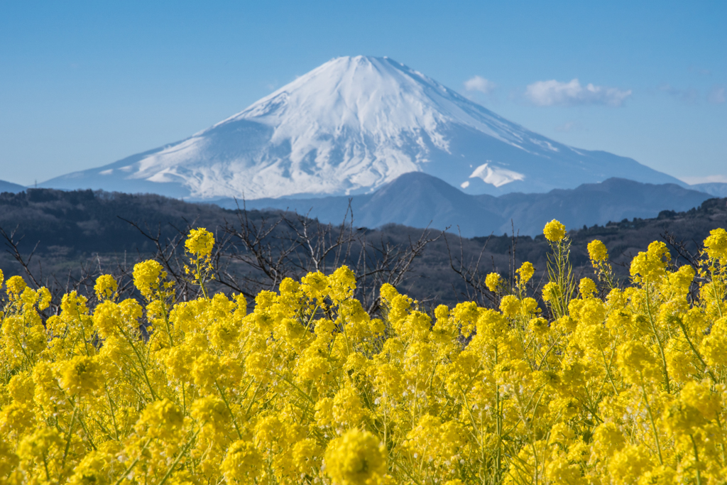 吾妻山公園