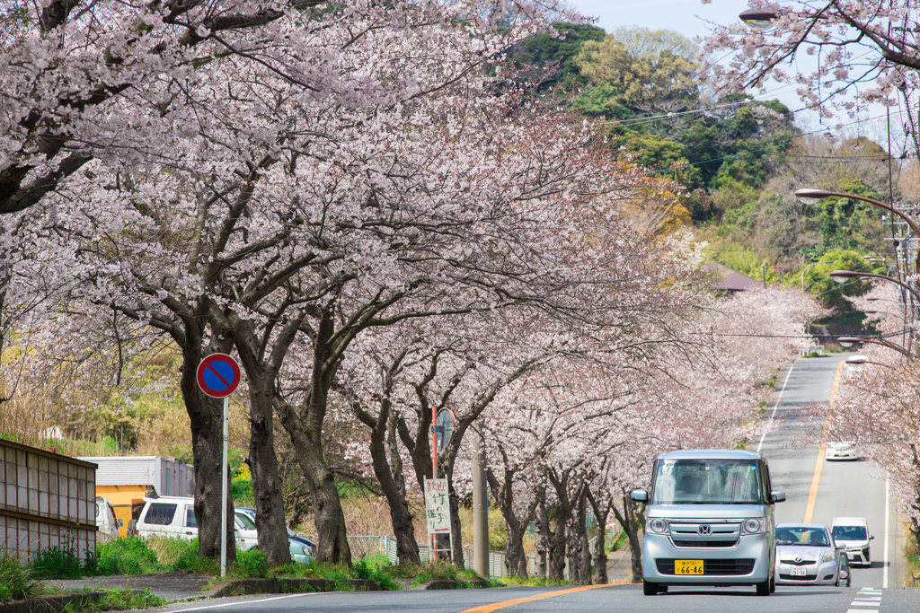 三浦・通研通り桜並木