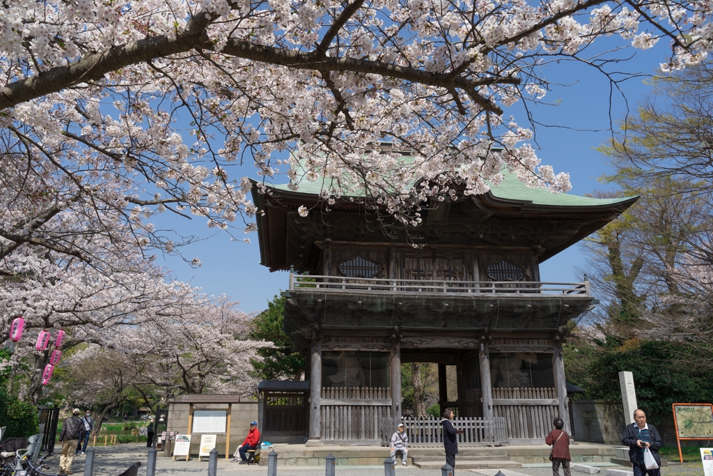 2019春の称名寺