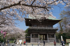 2019春の称名寺