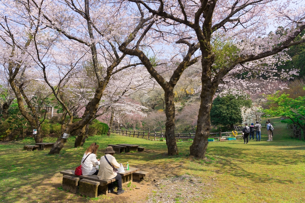 小田原の春