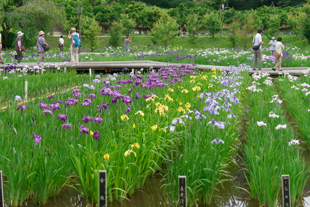 2017 /06 /11 菖蒲園