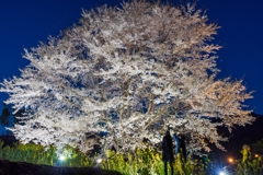 淡墨桜ライトアップ