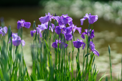 皇居二の丸庭園　菖蒲