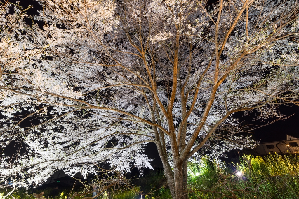 淡墨桜ライトアップ