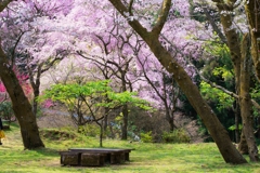 小田原の春