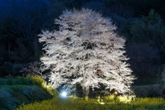 淡墨桜ライトアップ