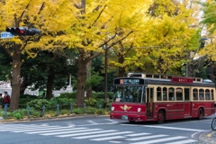 山下公園・銀杏並木