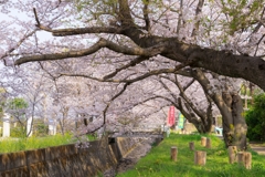 田島桜まつり